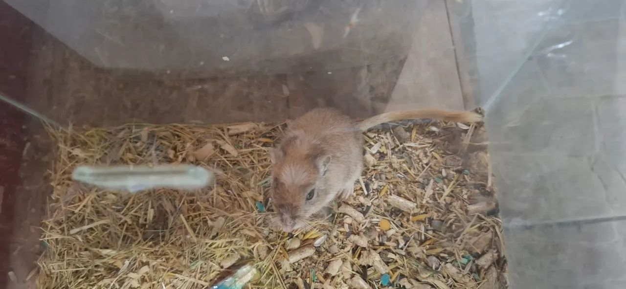 Vendo esquilos gerbil65048997721858120