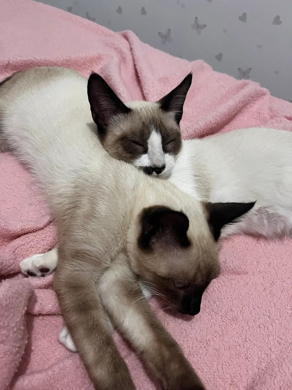 Doação de 2 gatinhos