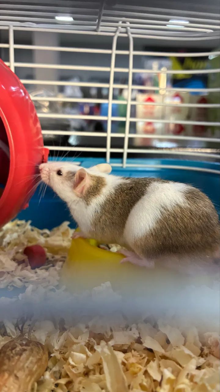 Hamster - Foto 2