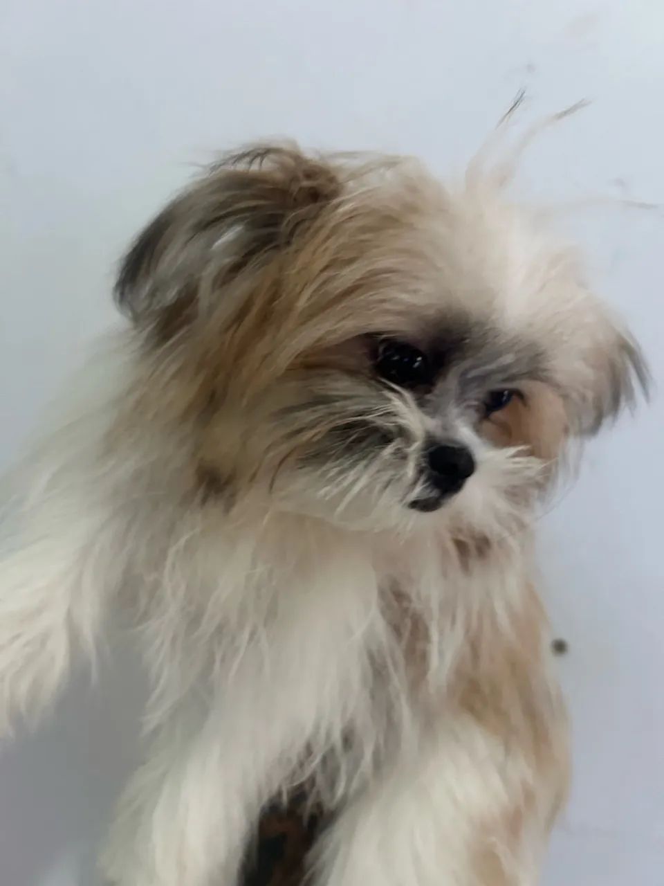 Cachorra Luna  - Foto 5