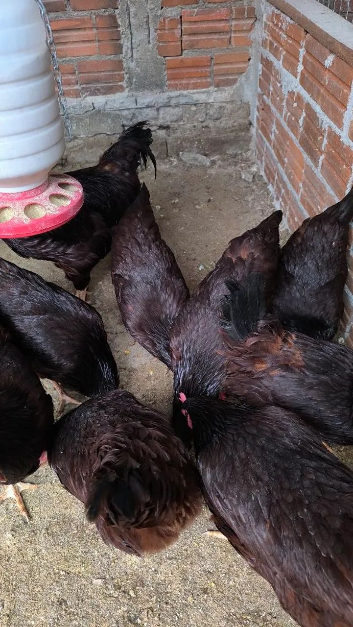 06 ovos galados de Rhode island red  - Foto 3