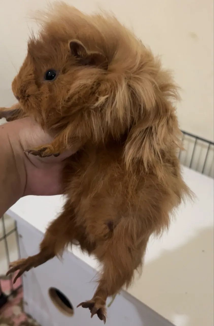 PORQUINHAS DA INDIA ANGORÁ E INGLÊS - Foto 2