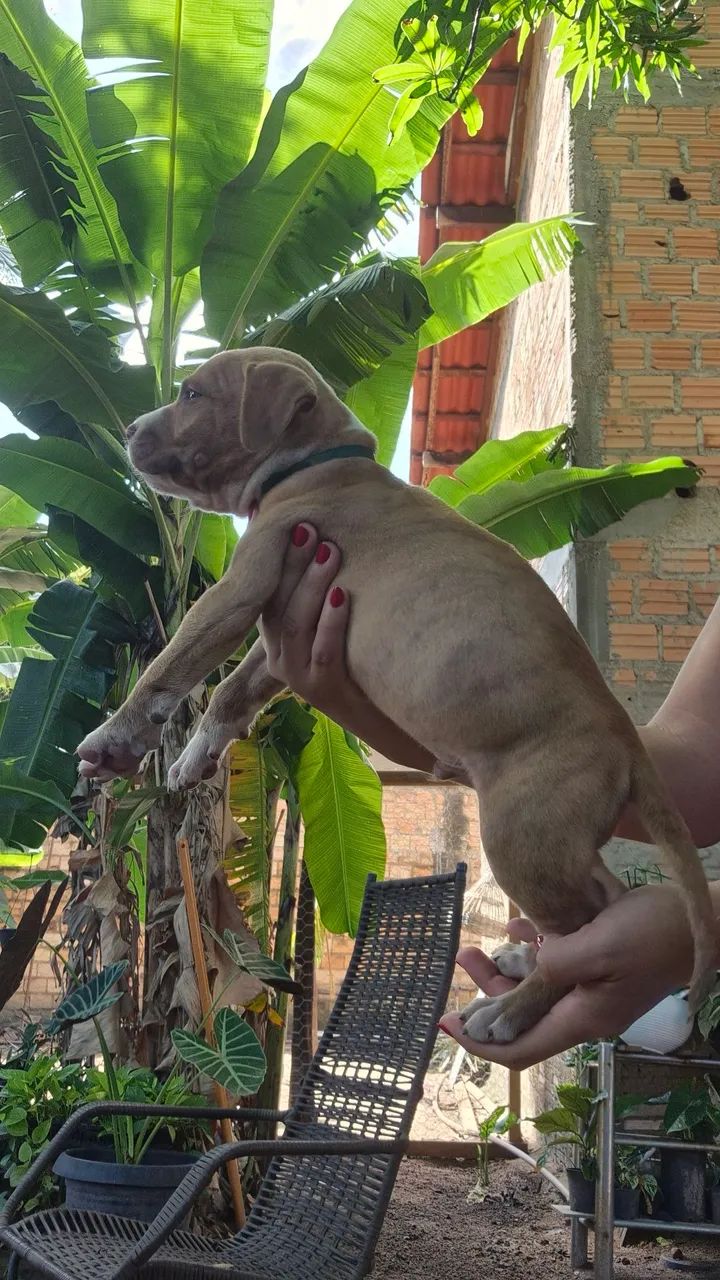Filhotes de Pitbull  - Foto 3