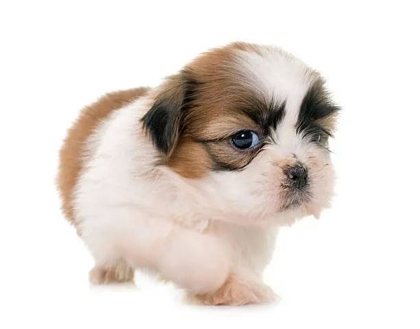 Lindo presente dia das crianças!! - Foto 2