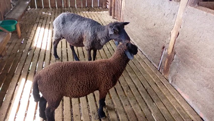 Ovelha texel com cordeiro  - Foto 2