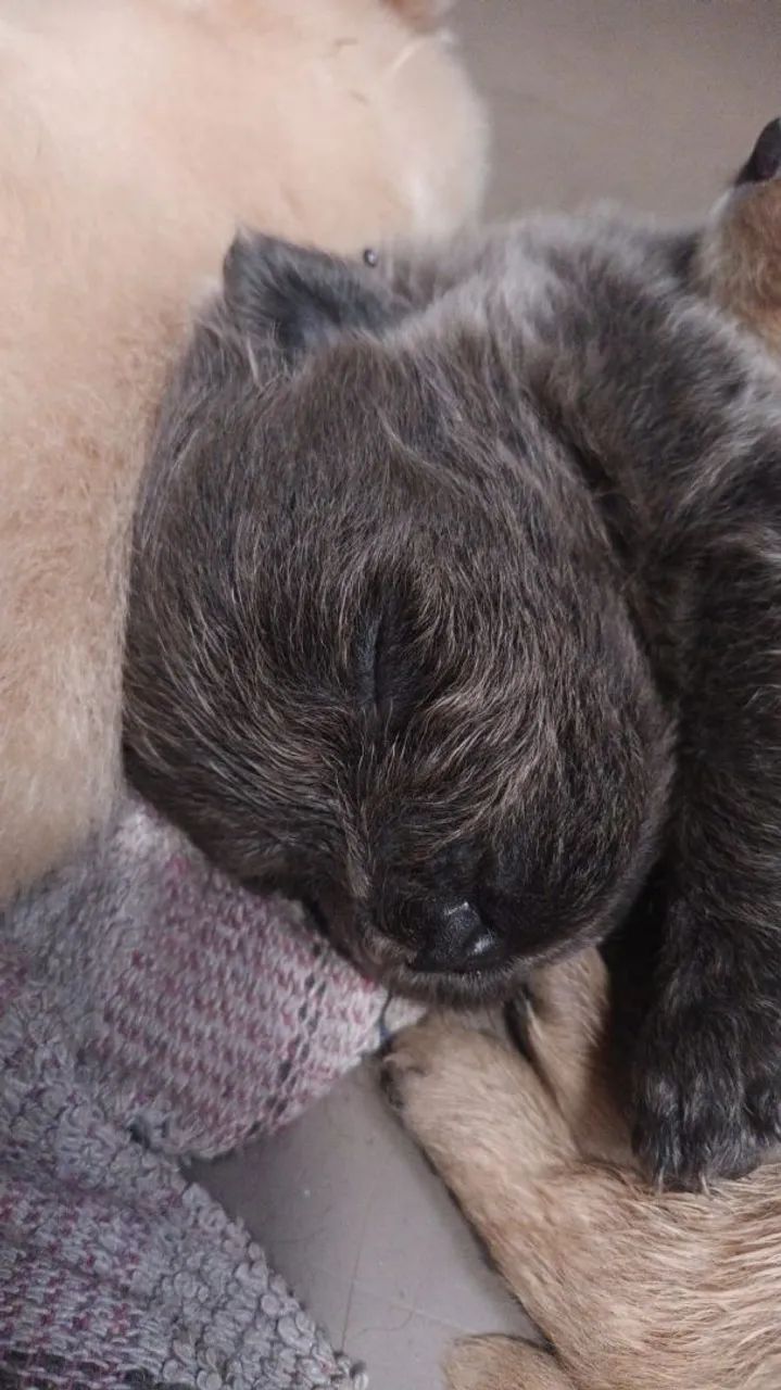 FILHOTES DE CHOW-CHOW ( 22 DIAS DE VIDA ) - Foto 3