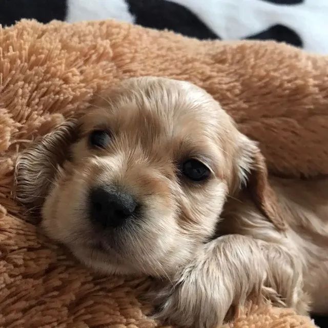 Cocker spaniel lindos e saudaveis 