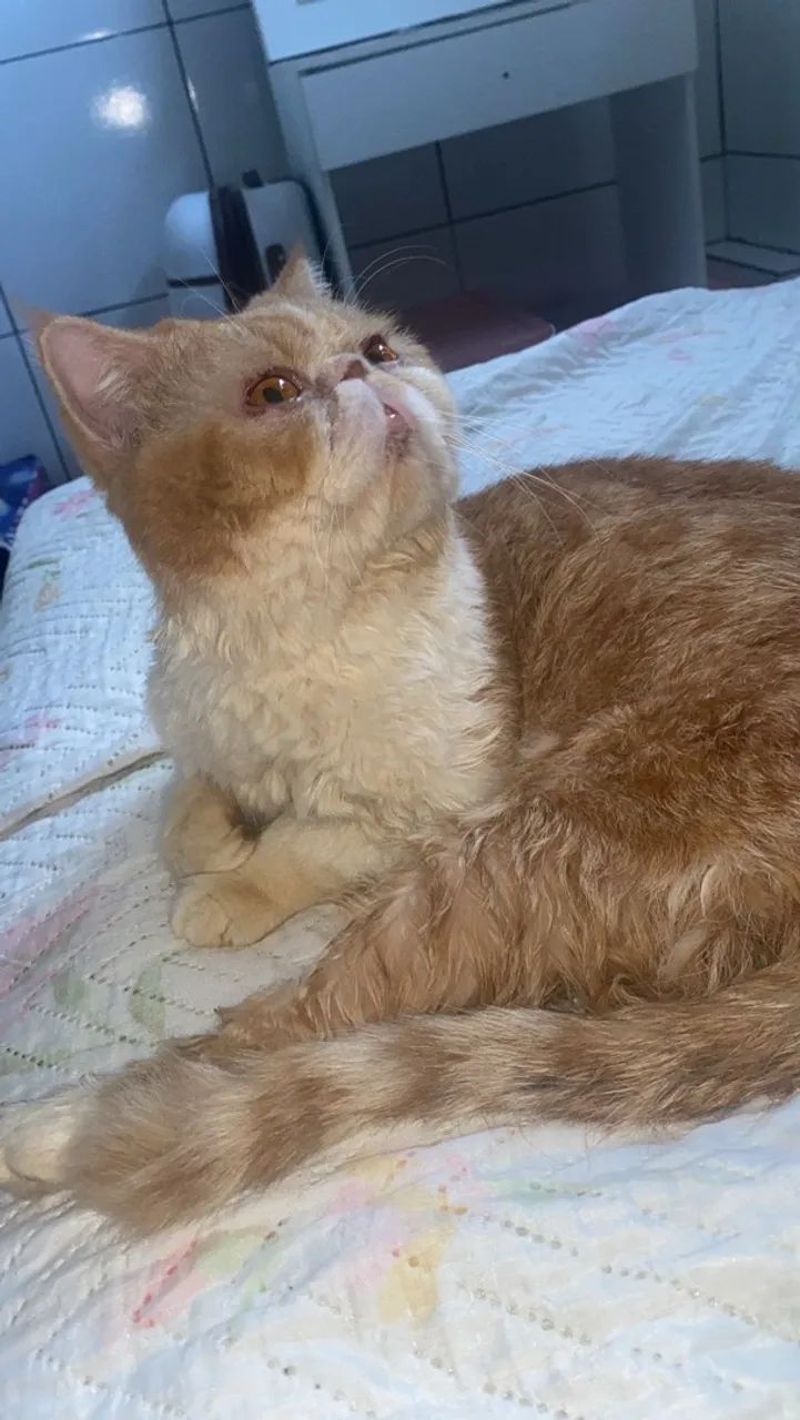Gato Persa Macho - Foto 2