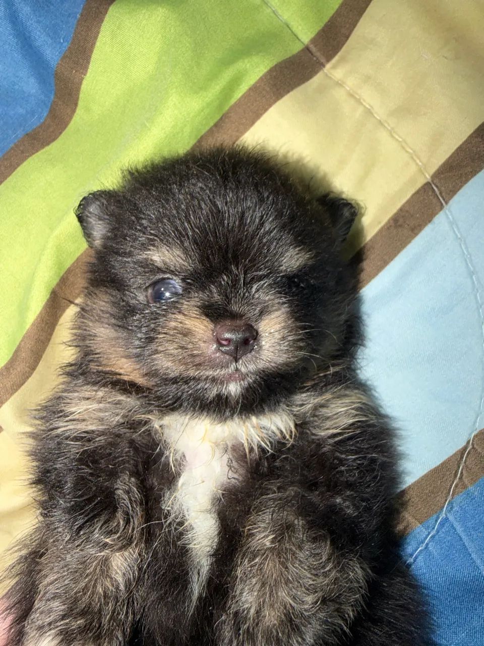 Spitz - Foto 2