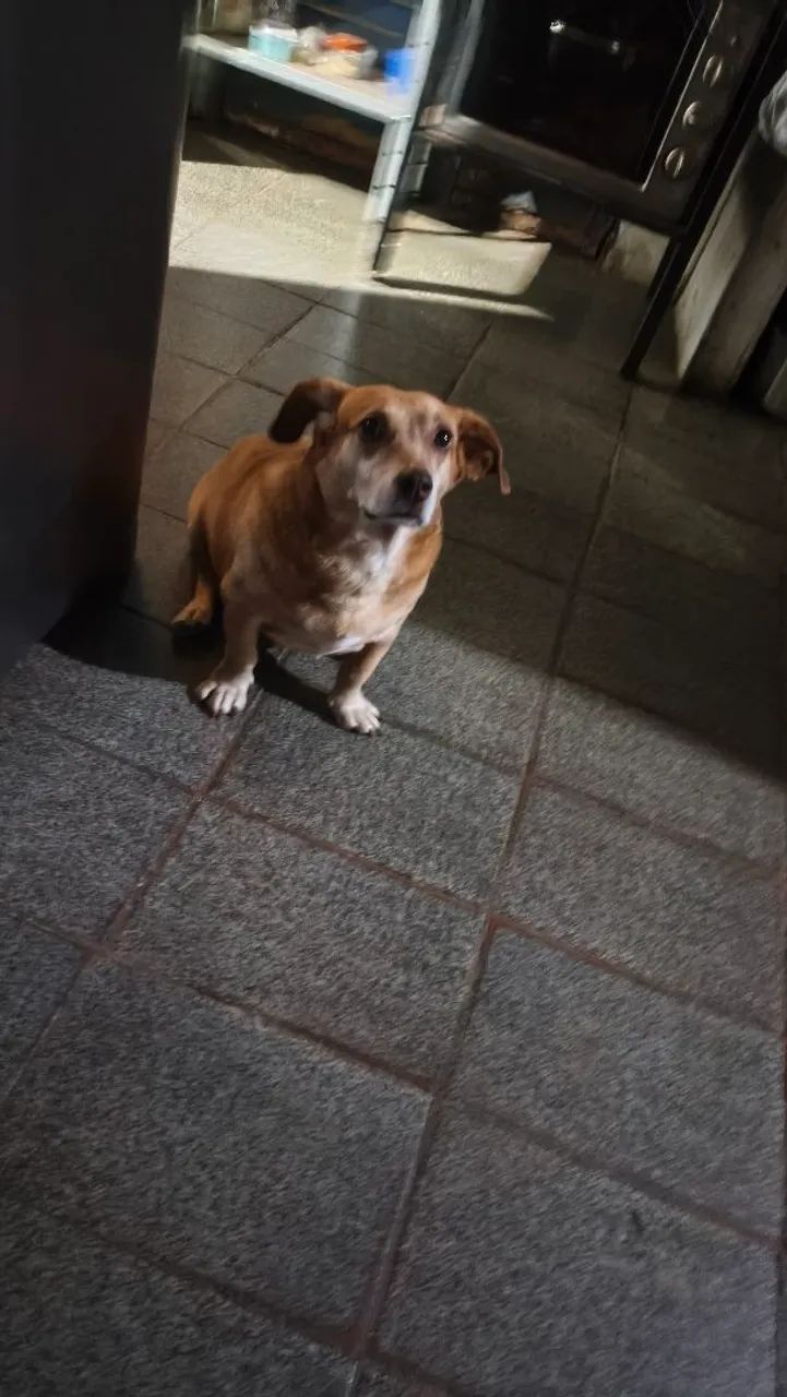 Cachorro 