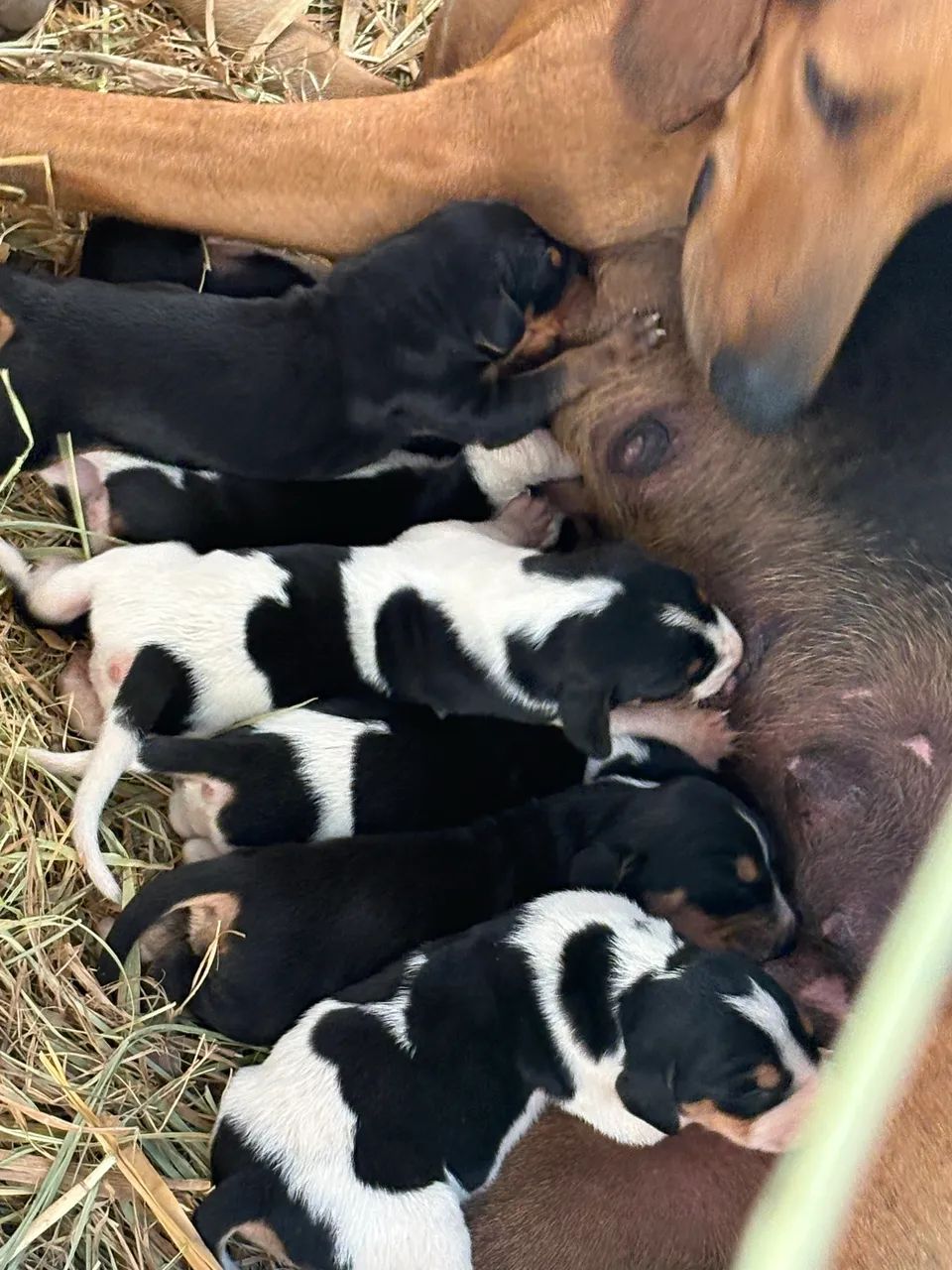 Cachorro de caça Americano - Foto 3