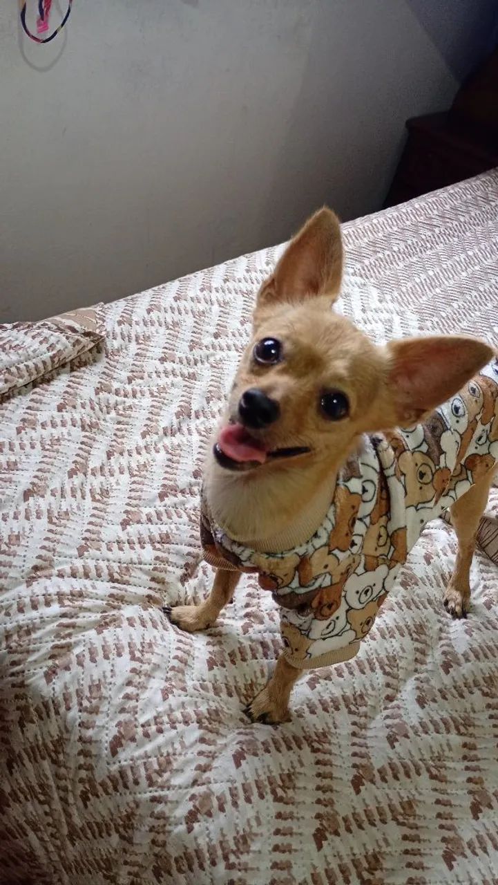 Roupas pets - Foto 2