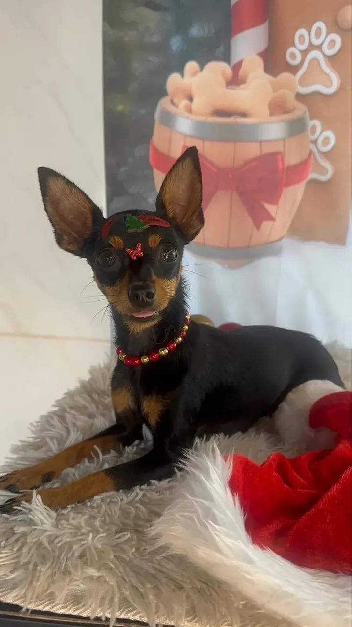 VENDO CASAL DE PINSCHER 1 - Foto 3