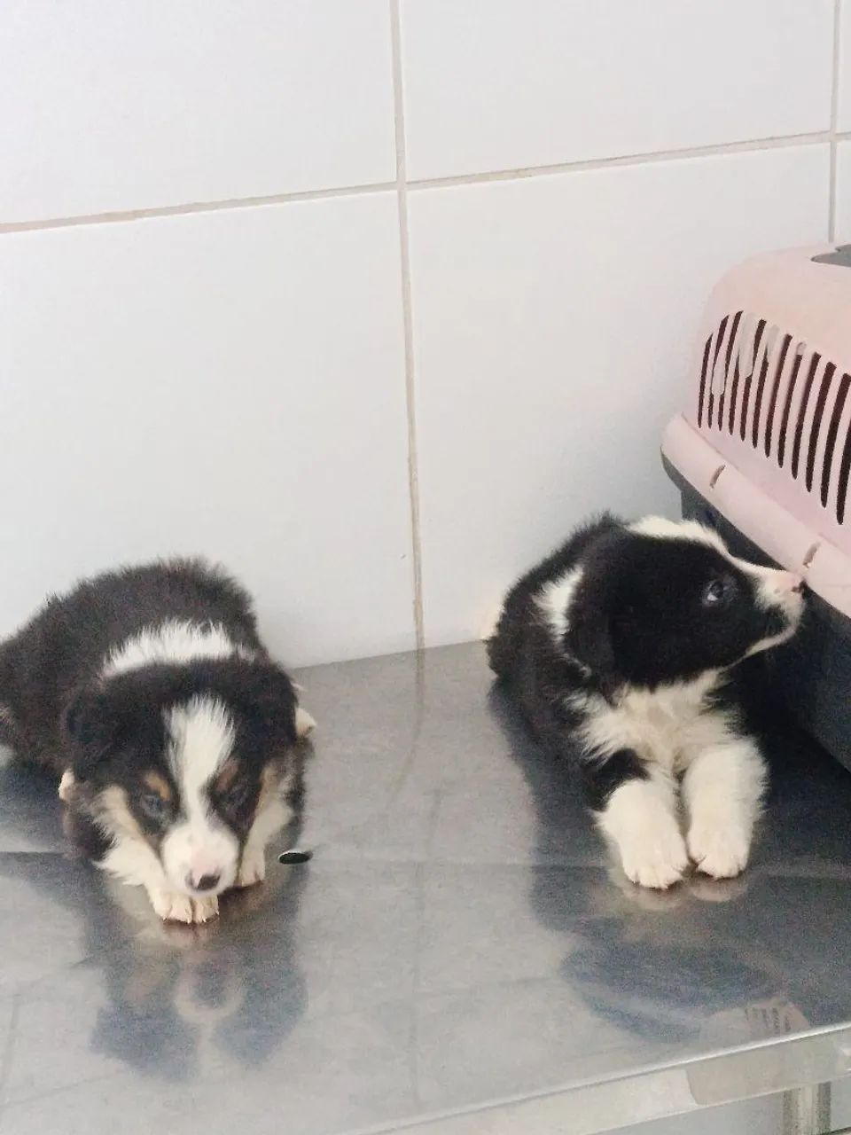 Border collie  - Foto 4