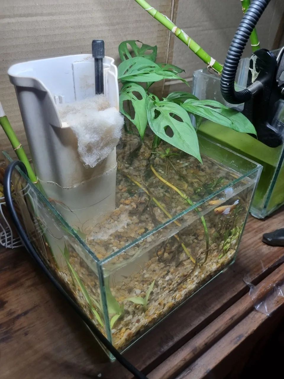 Aquario de 3 l  - Foto 3
