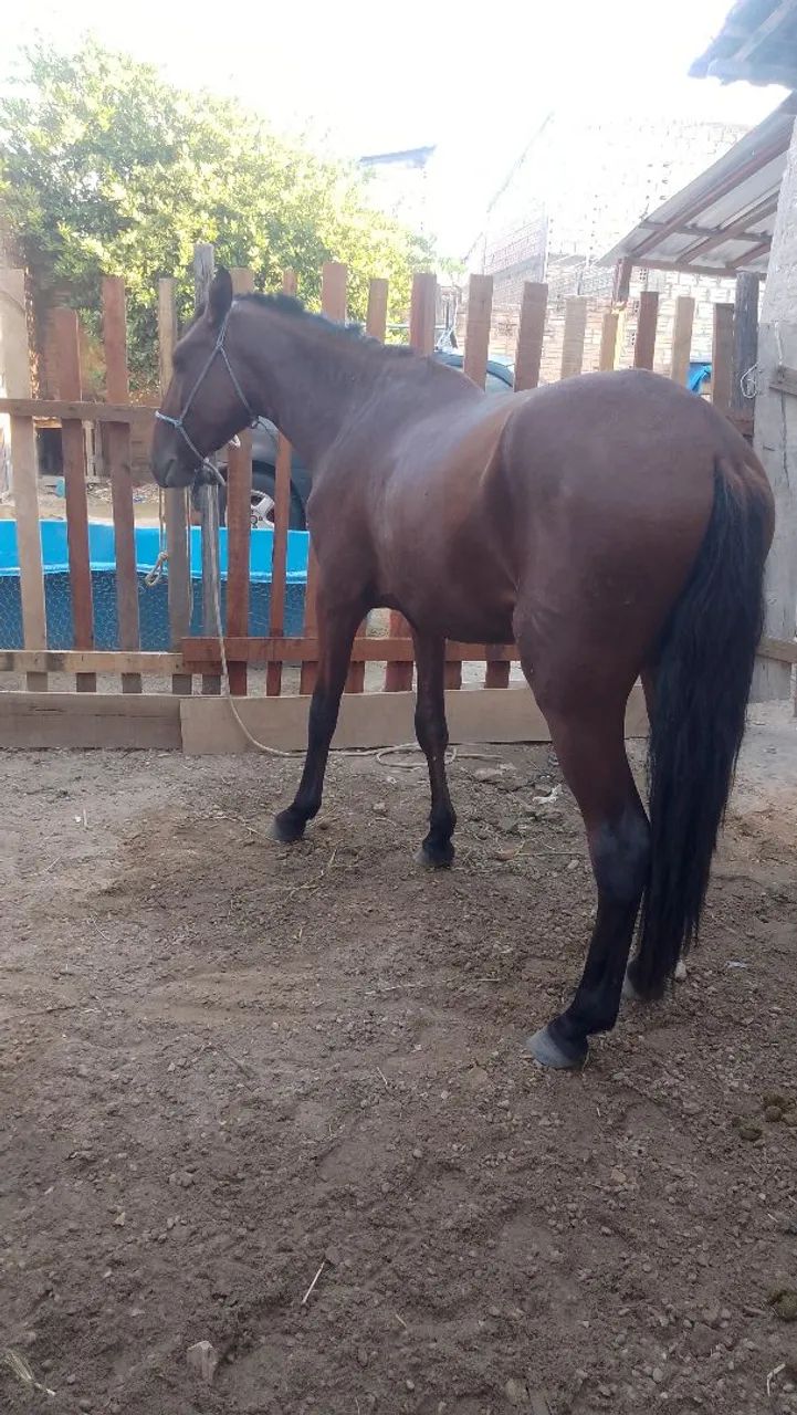 Potro de 1 ano e meio (aceito troca).