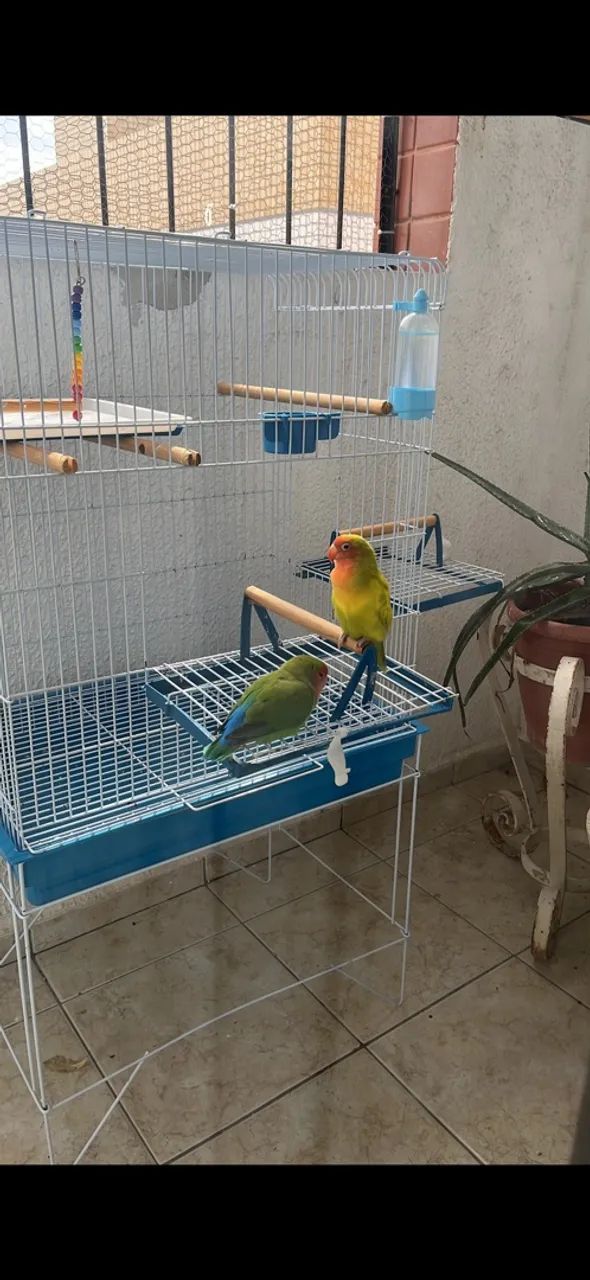 Gaiola grande 