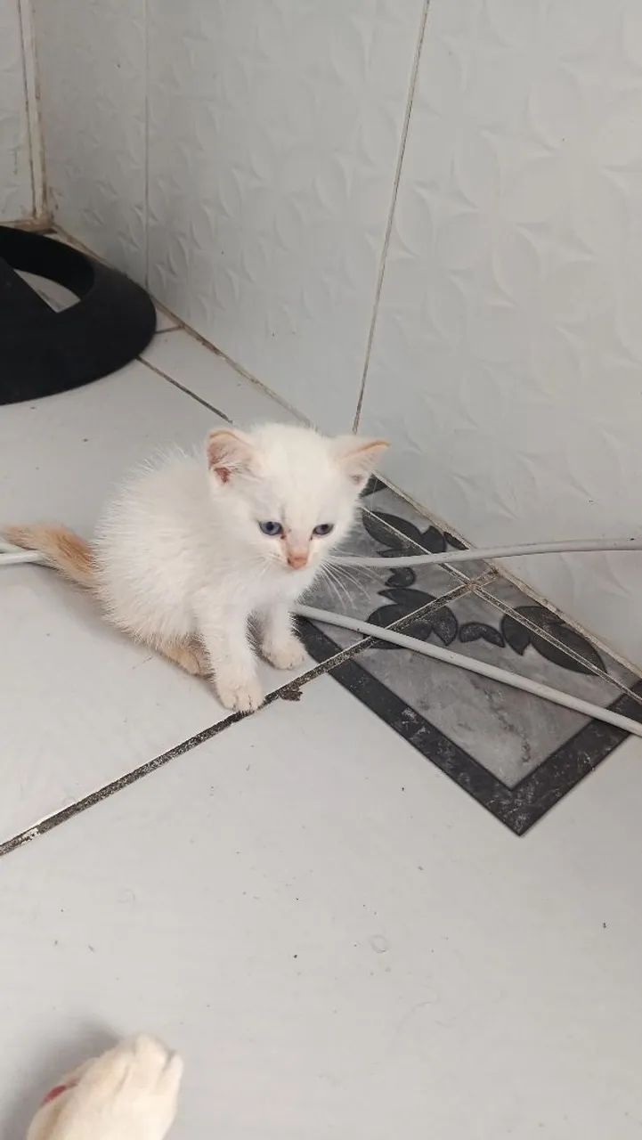 Gato