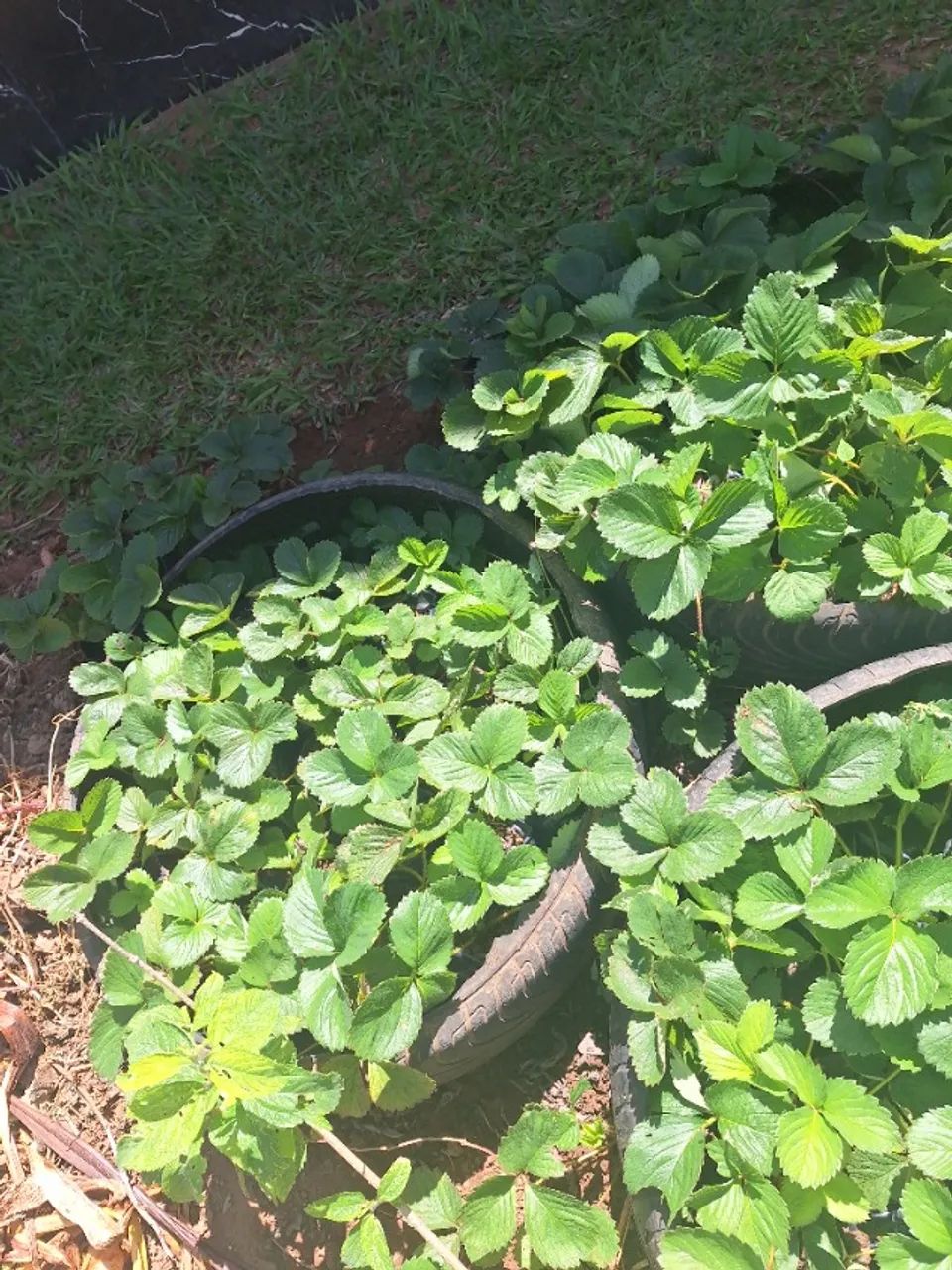 Vendo mudas de morango 