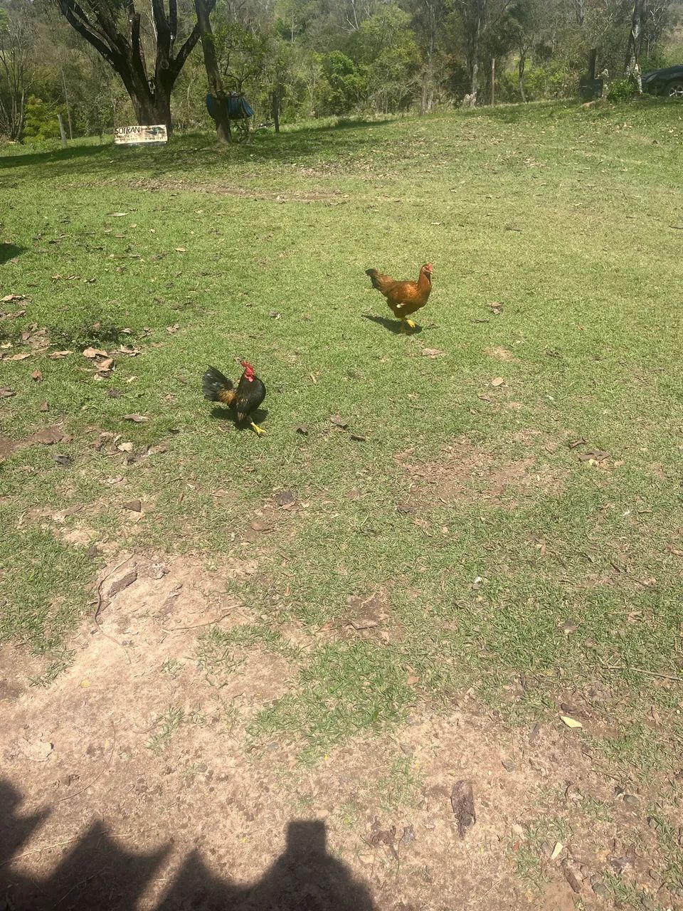 Mini galinhas