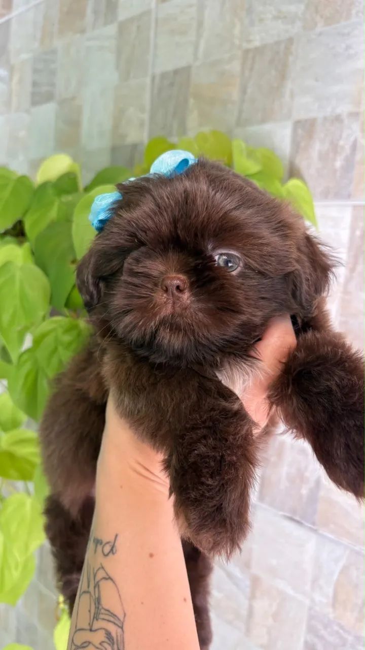 Shih tzu