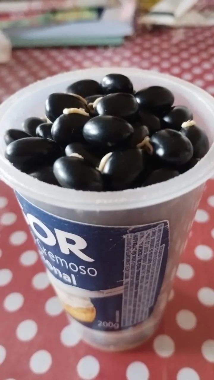 Feijão Mucuna - Foto 2