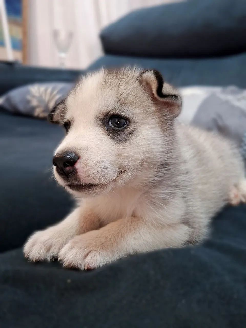 Husky  - Foto 4