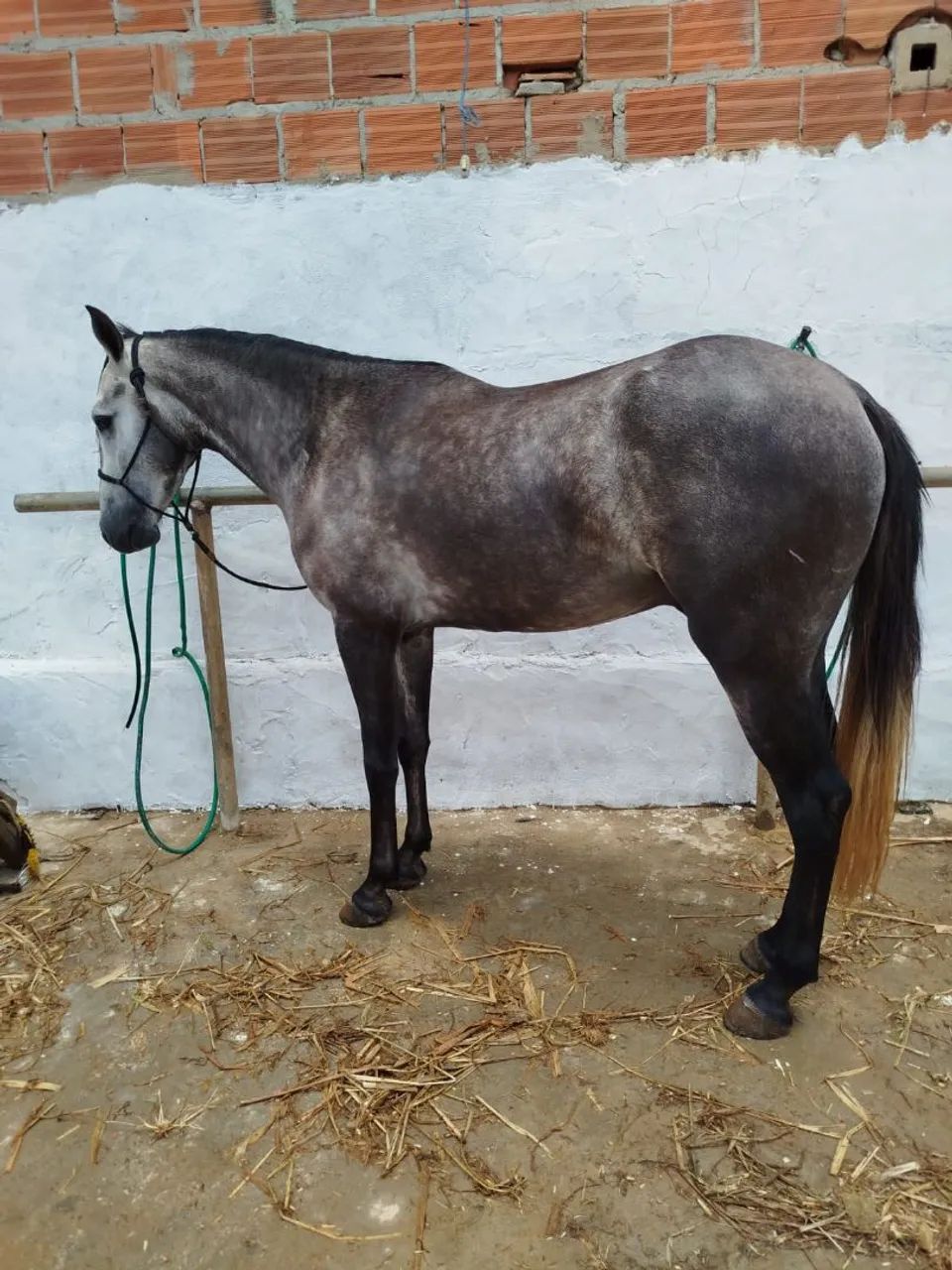 Cavalo tordilho  - Foto 4