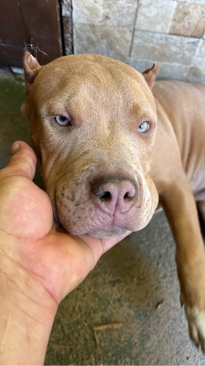Filhotes de Pit Bull - Brazilian Bull - Foto 4