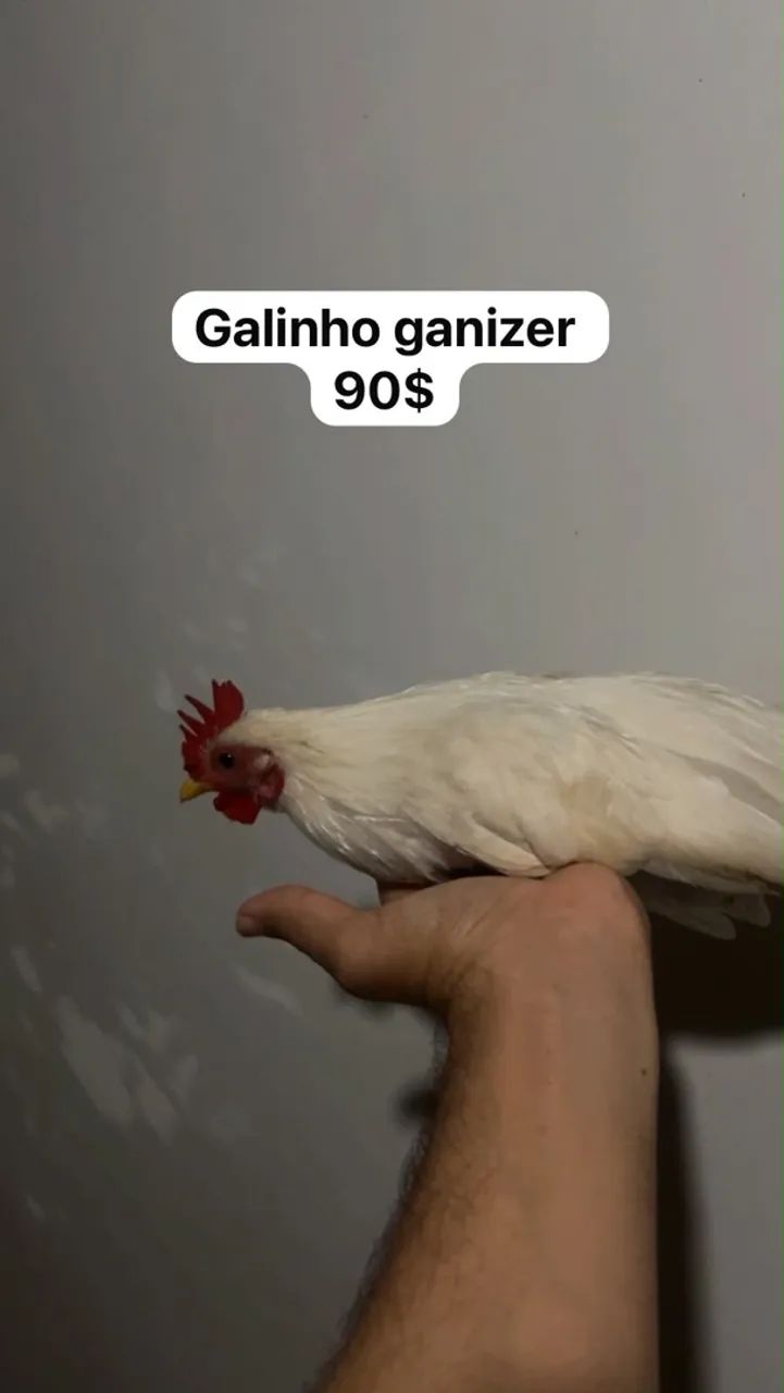 Ganizer  - Foto 2