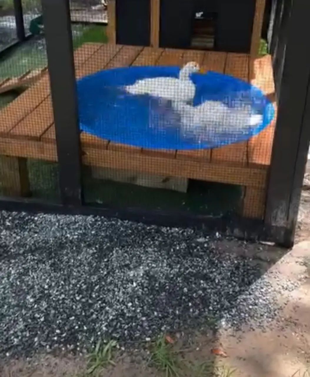 Criadouro para Patos e Gansos - Foto 2