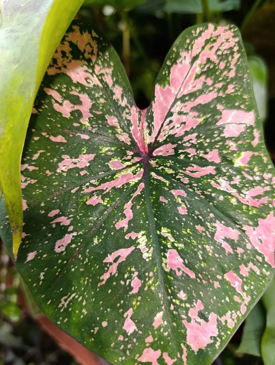 Caladiums  - Foto 3