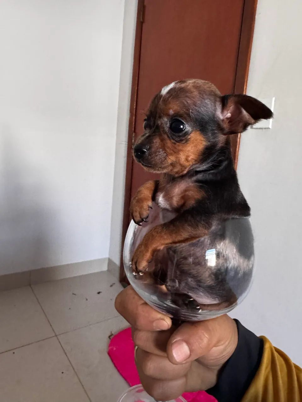 PINSCHER 0 EXÓTICOS  - Foto 5