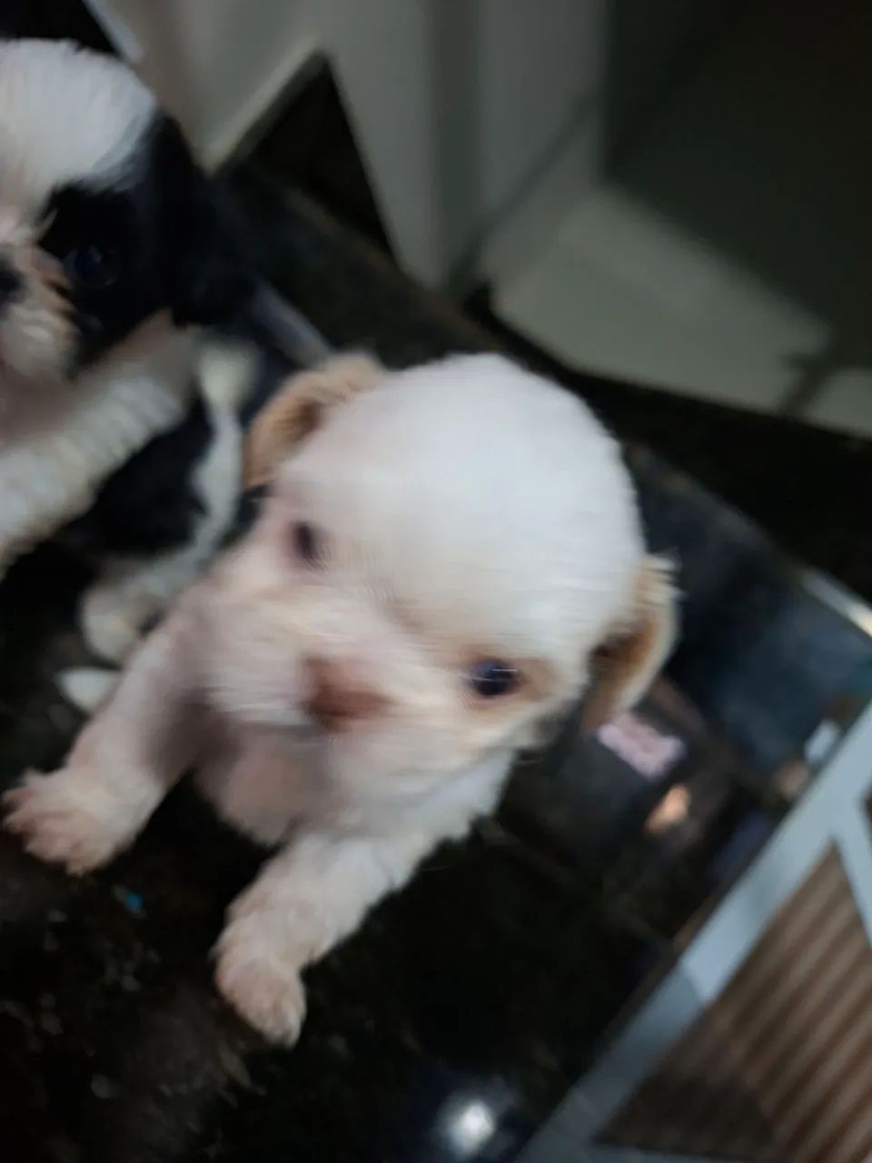 Shitzu Macaé  - Foto 2