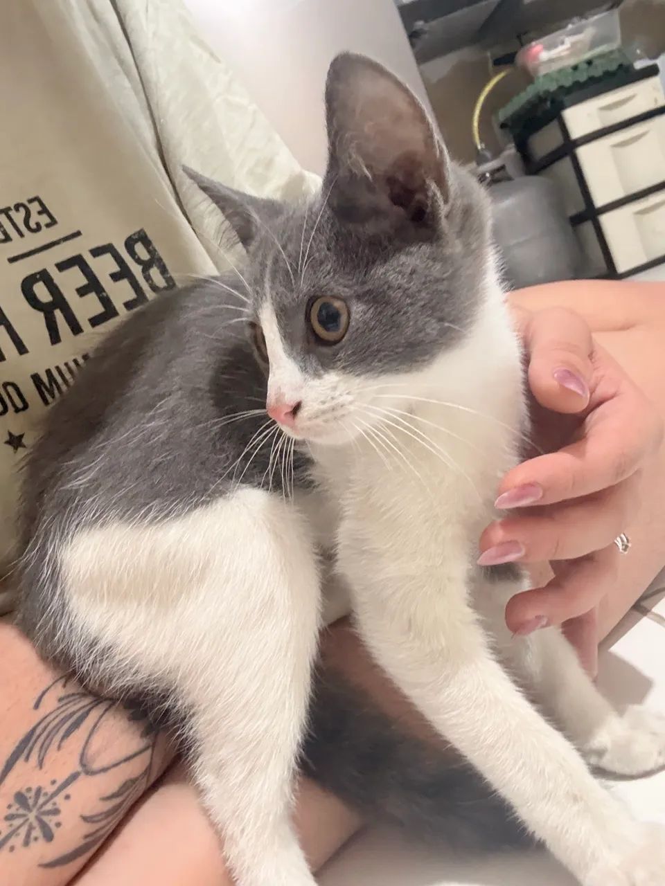 DOA-SE GATINHO  - Foto 2