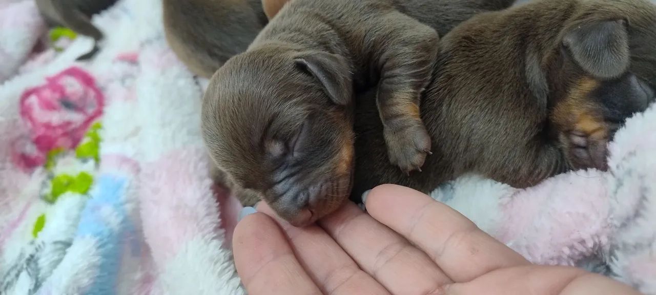 Teckel Dachshund  - Foto 5