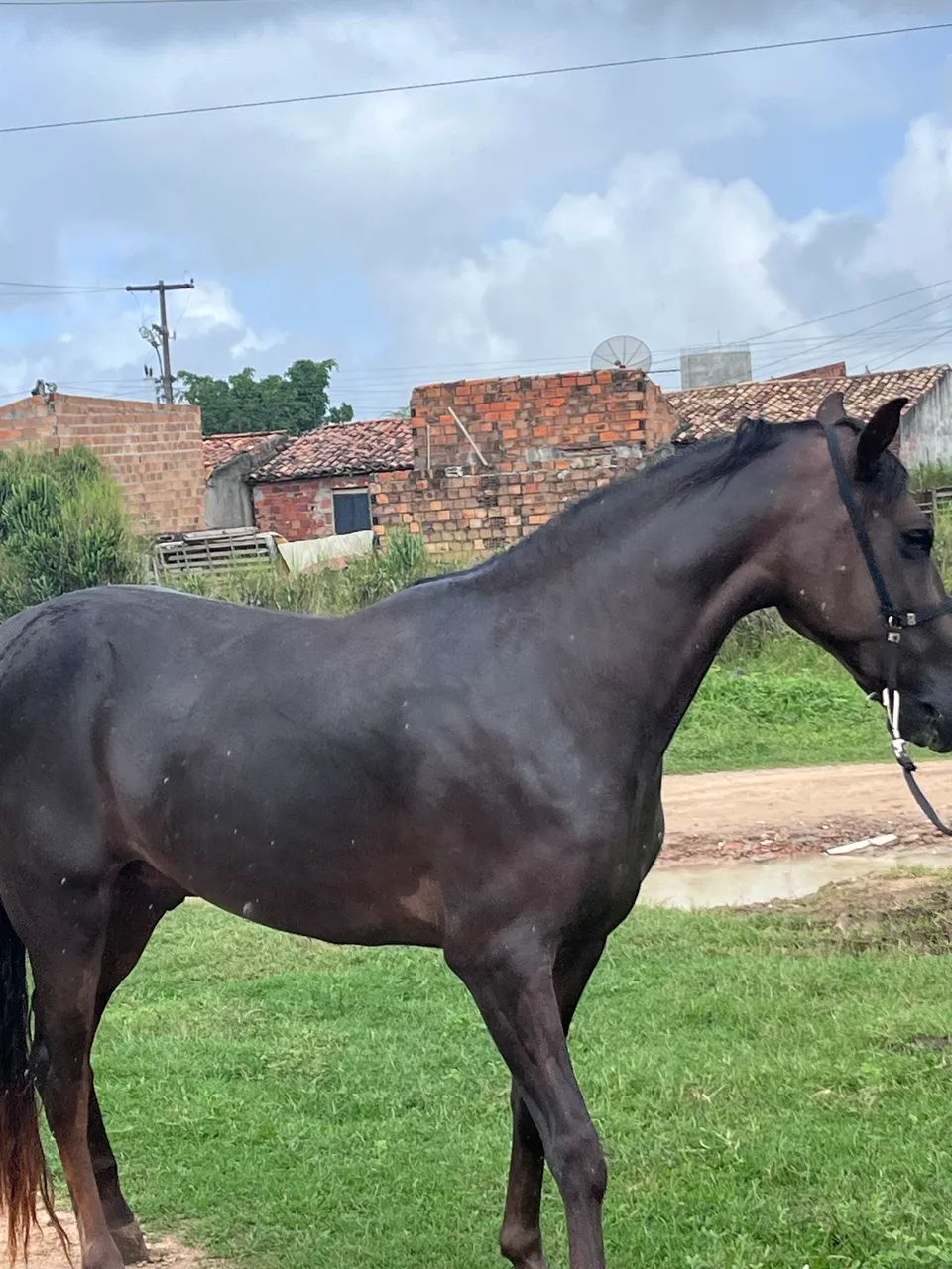 Vende-se Cavalo (4 anos)  - Foto 2