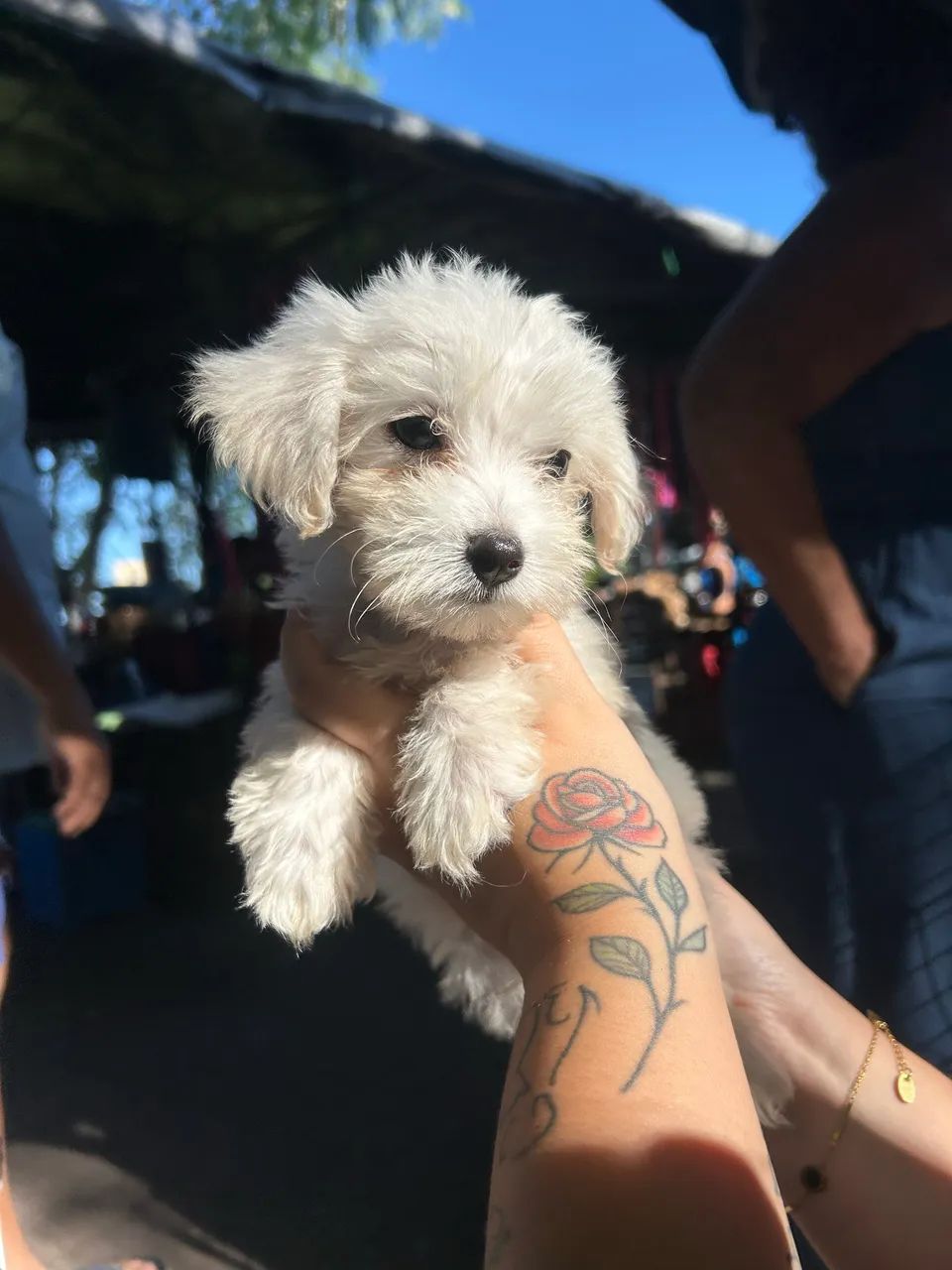 Poodle toy
