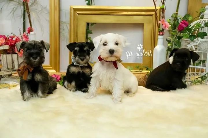Schnauzer miniatura 