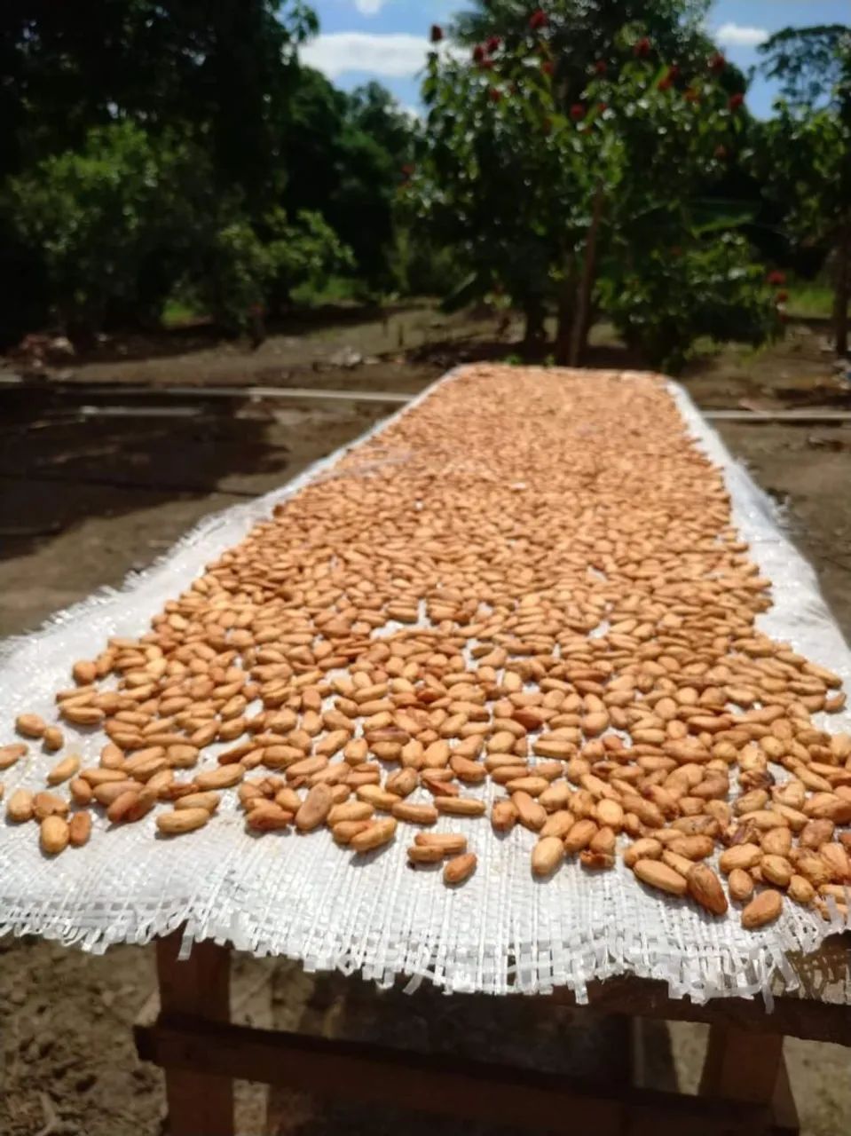 Fazenda Canto dos Pássaros