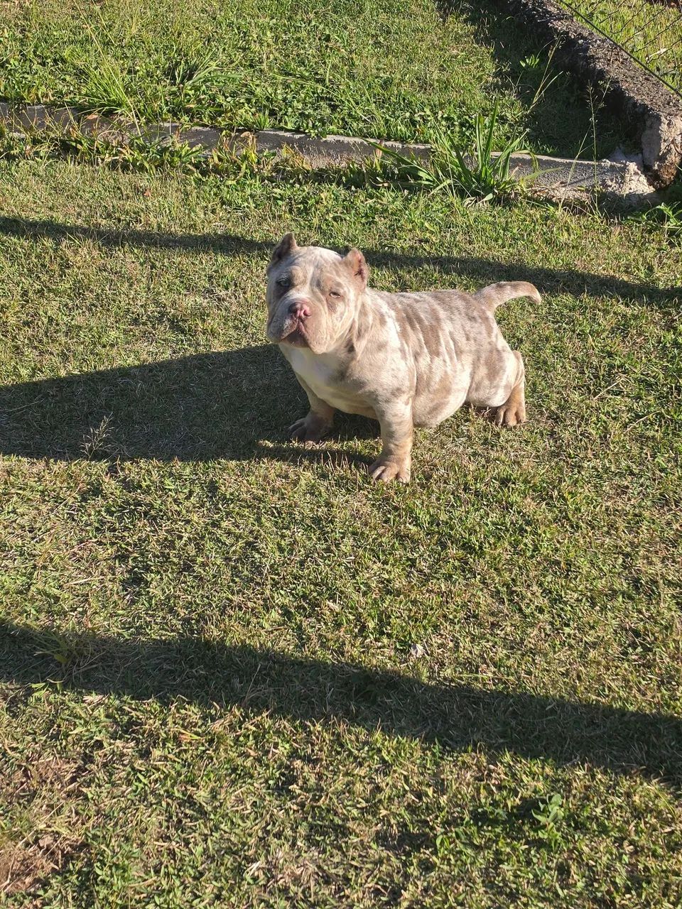 American Bully - Foto 5