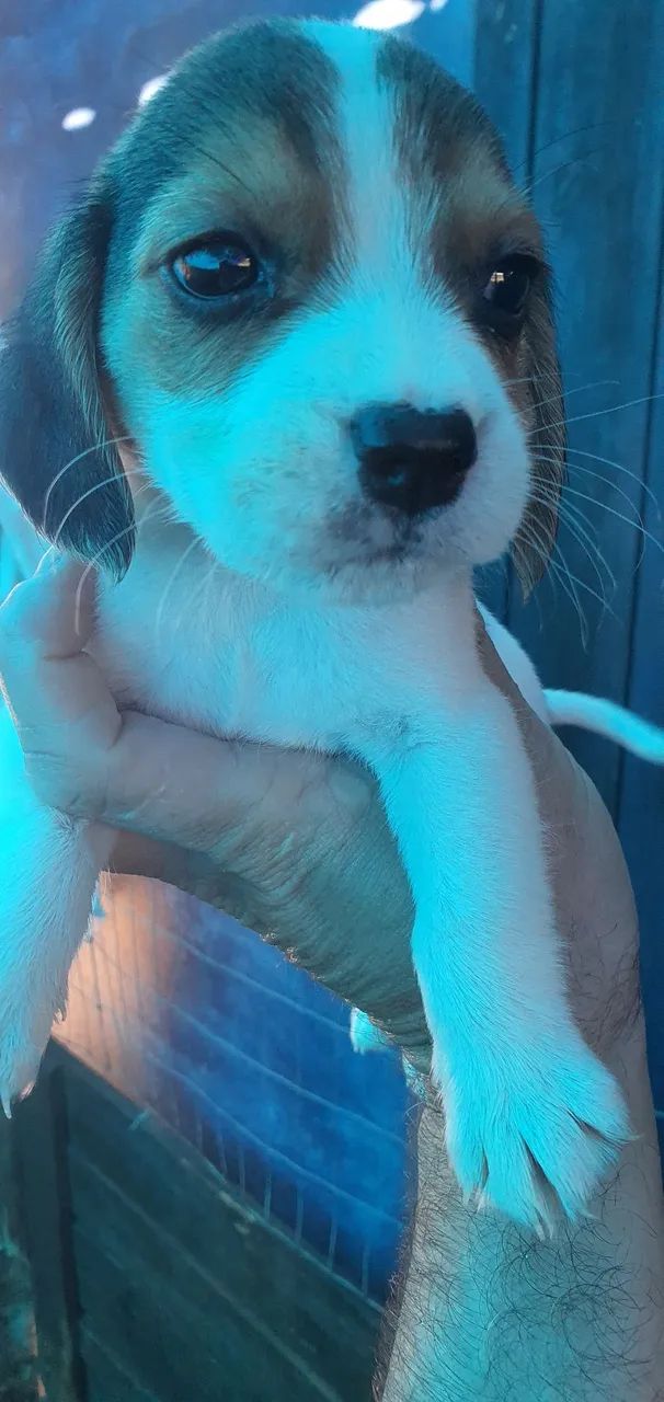 Lindo filhote de beagles 13 polegadas  - Foto 3