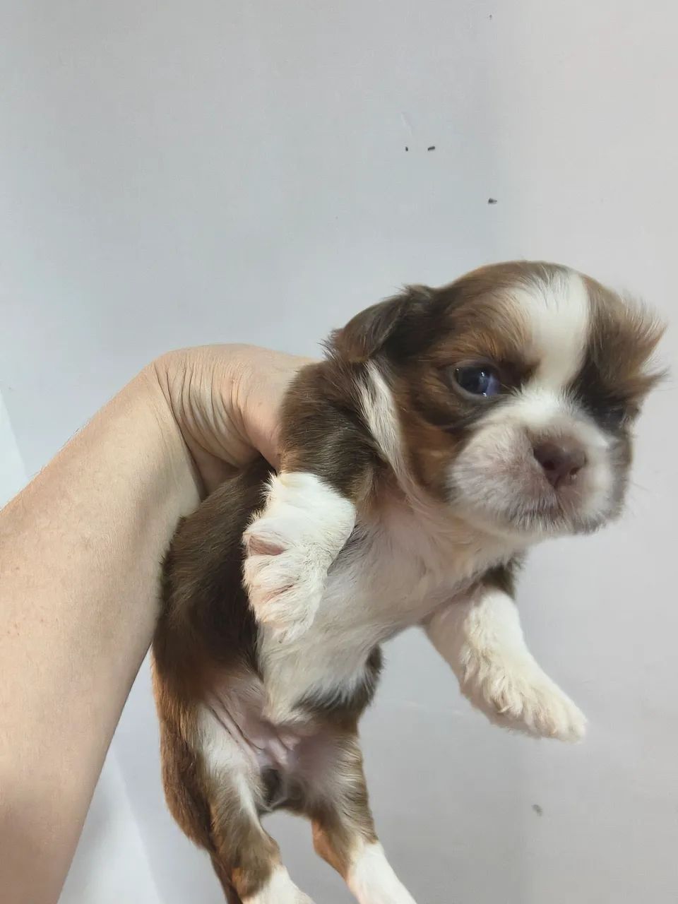 Shih tzus perfeitos