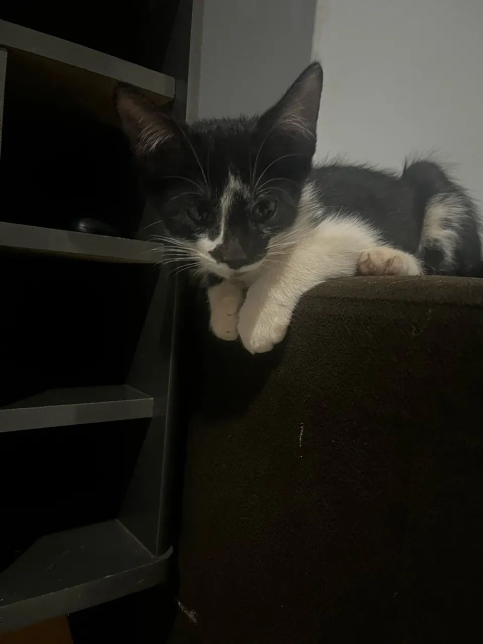 Dia de gato  - Foto 2
