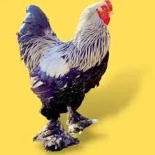 Brahma  - Foto 3