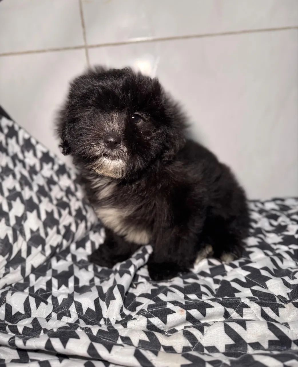 Filhote Macho de Shihtzu com Poodle - Foto 3