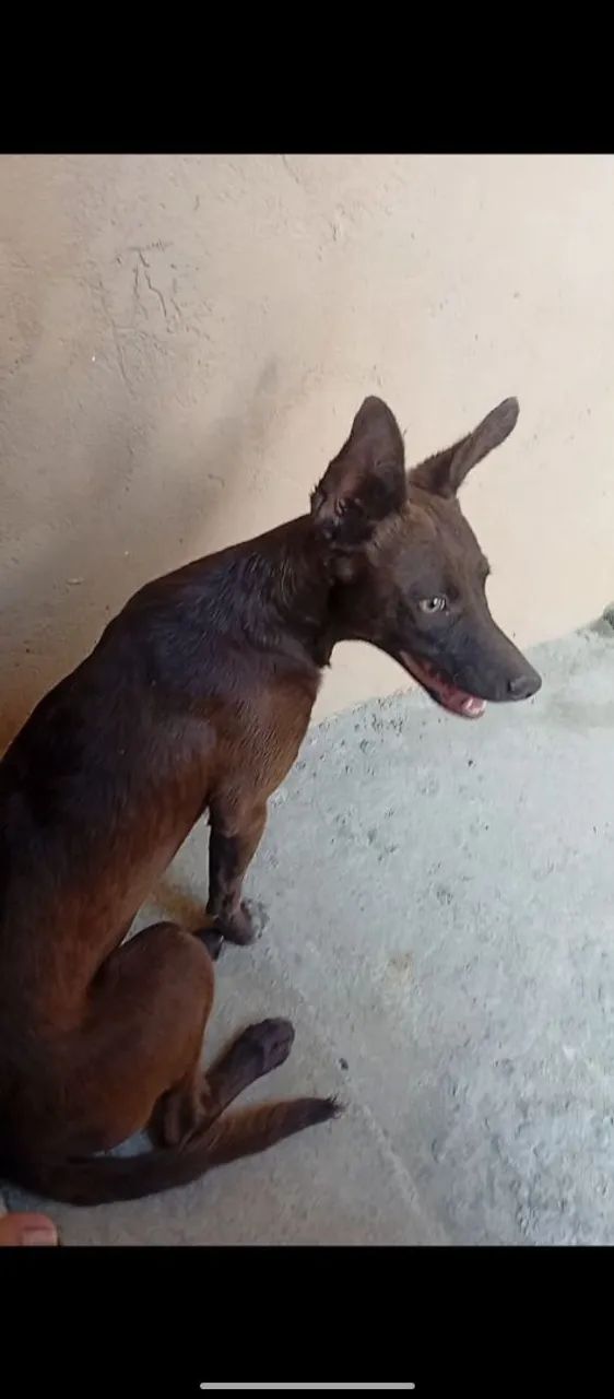 Doa-se cachorro