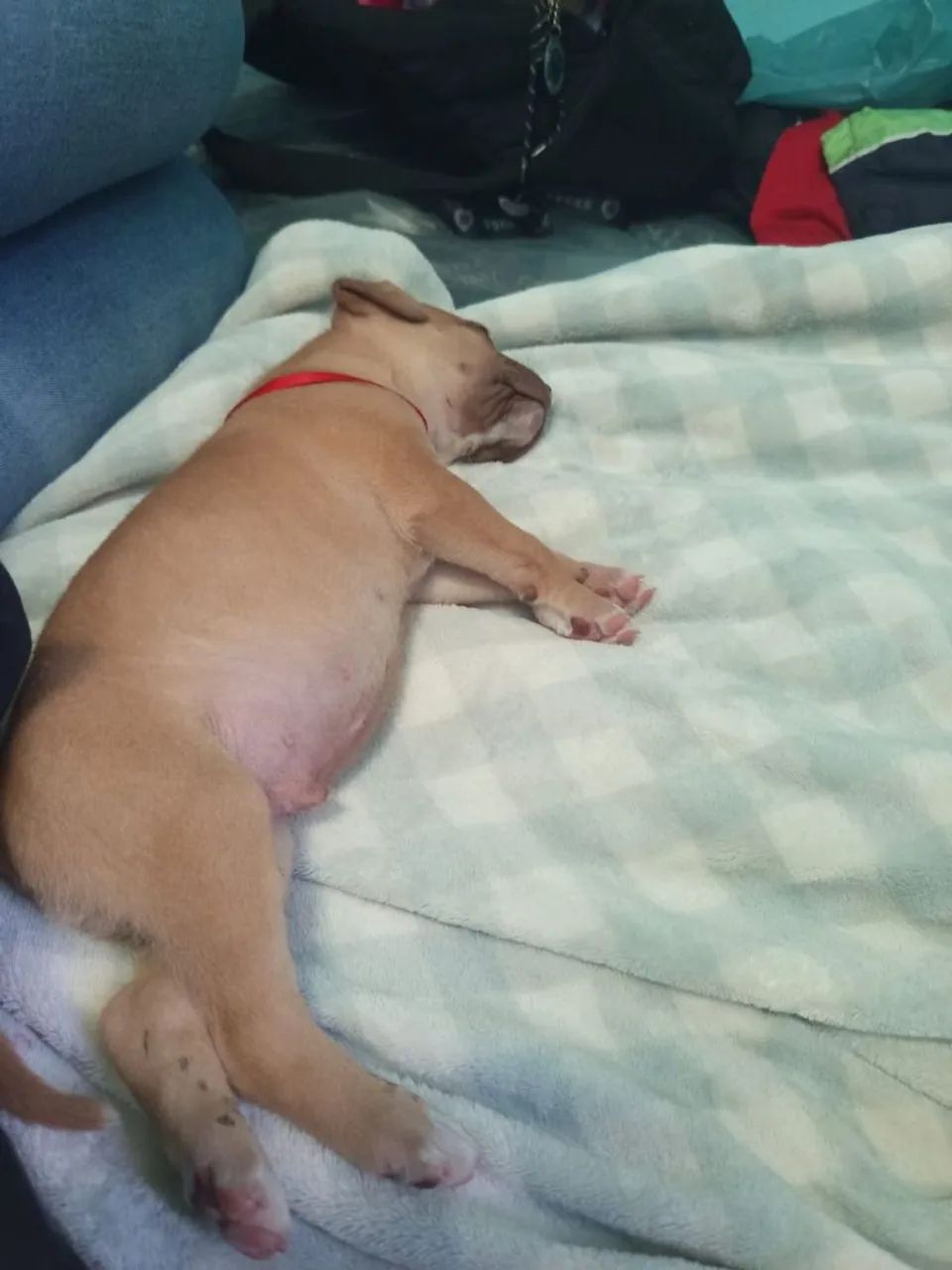 Filhote de Pit bull
