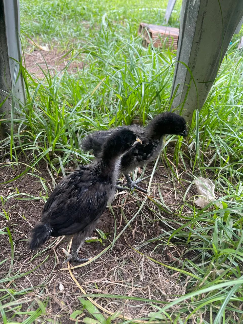 Pintinhos