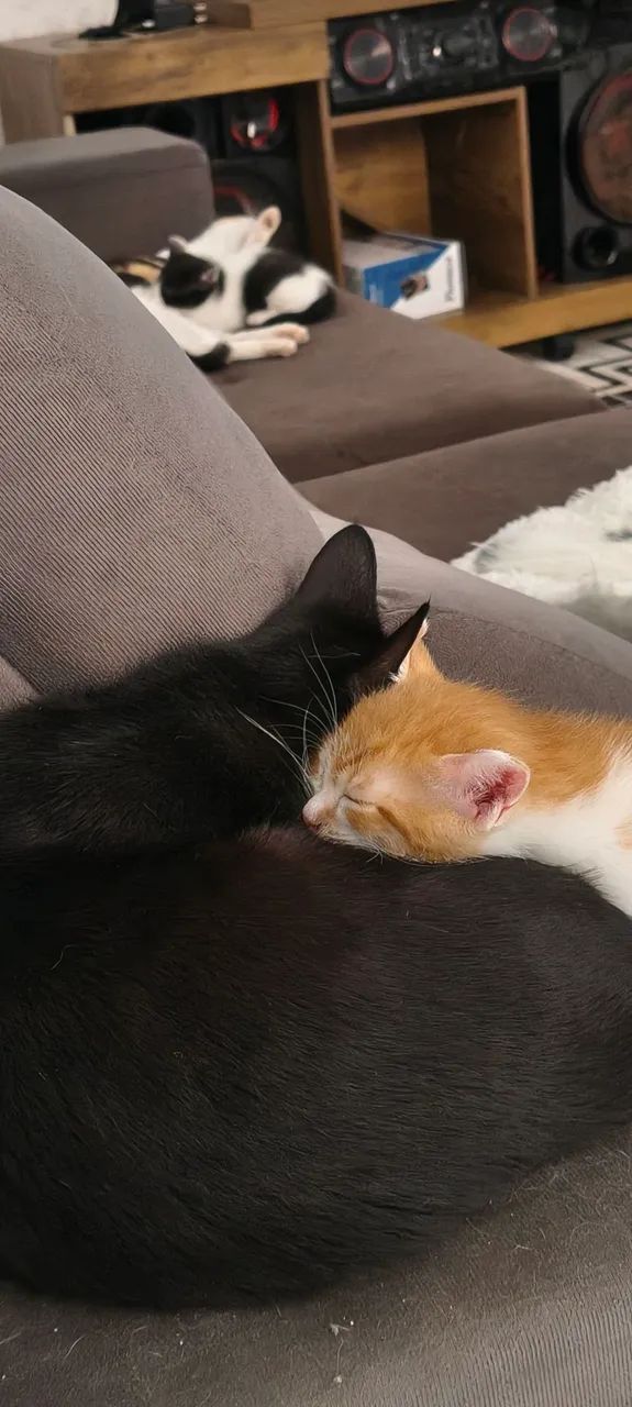 doa-se gatinhos - Foto 5